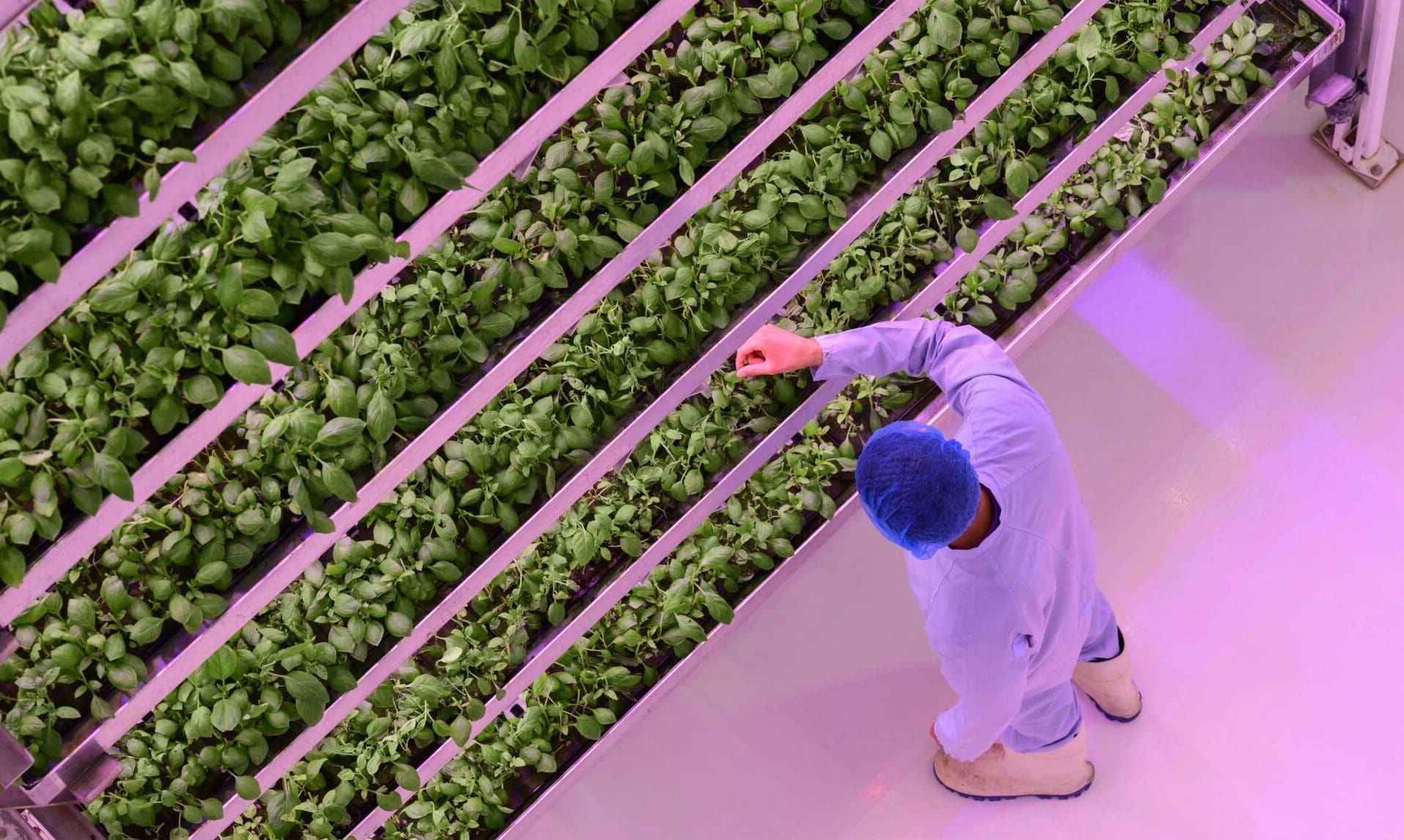 FRP oversees £100m-plus buyout of Mr Fothergill’s Seeds